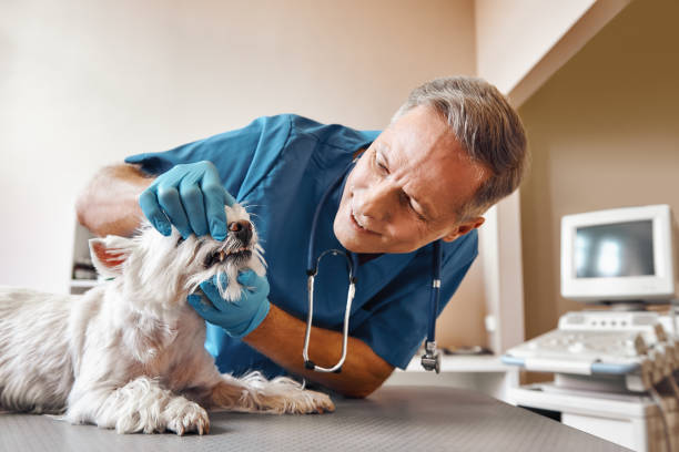 Best Emergency Dental Extractions in Lakeland Highlands, FL
